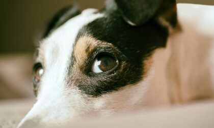 Seviziò e uccise per ripicca una cagnolina, 39enne finisce in carcere