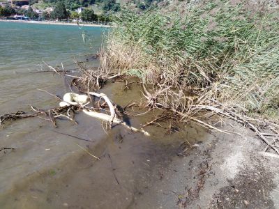 Pitone di quattro metri ritrovato in spiaggia