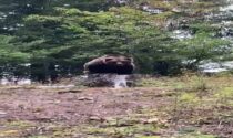 Orso avvistato a Campodolcino: è una bufala, ma il video impazza sul web