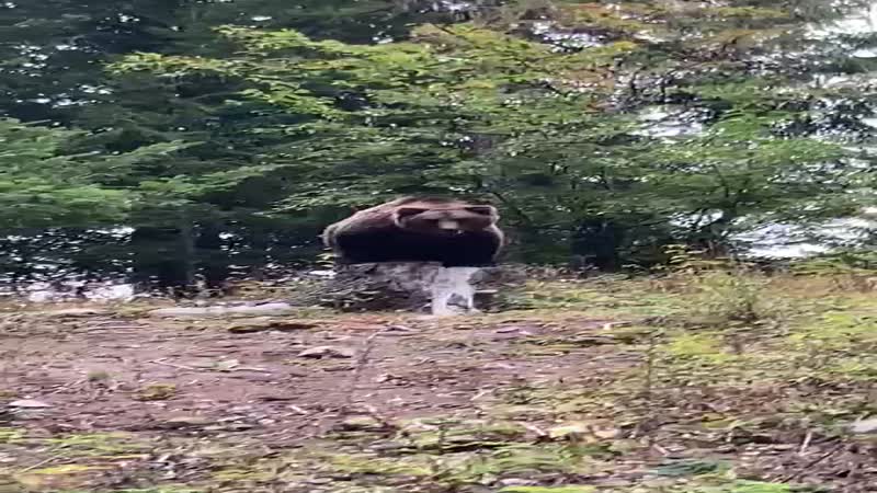 Orso avvistato a Campodolcino: è una bufala, ma il video impazza sul web