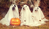 Cosa fare ad Halloween in Valtellina