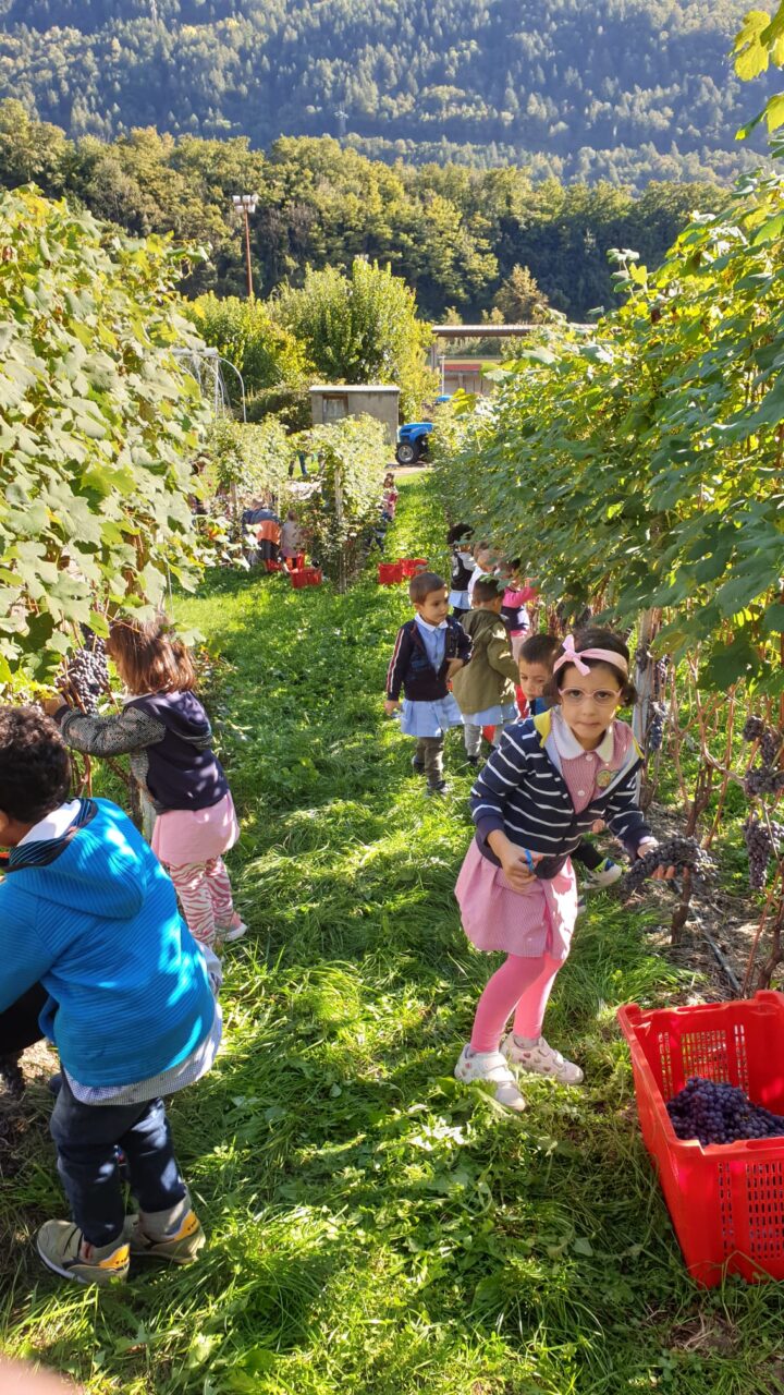 I piccoli del Giardino d’Infanzia in vendemmia