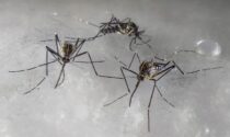 La zanzara coreana che resiste al freddo è arrivata in Lombardia