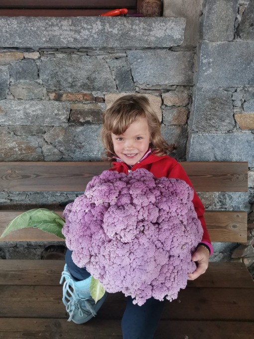Cavolfiore da 6 kg coltivato in località Piscè