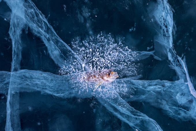 Andrea Pozzi premiato al GDT European Wildlife Photographer