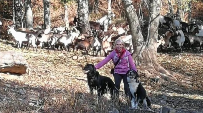 I lupi minacciano le capre sulle montagne, aiutiamo Cristina a difendere il suo gregge