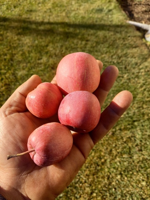 “Frutticoltura sull’orlo del fallimento”