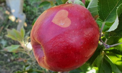 La mela rosata guarda alla Valtellina: parola ai cittadini