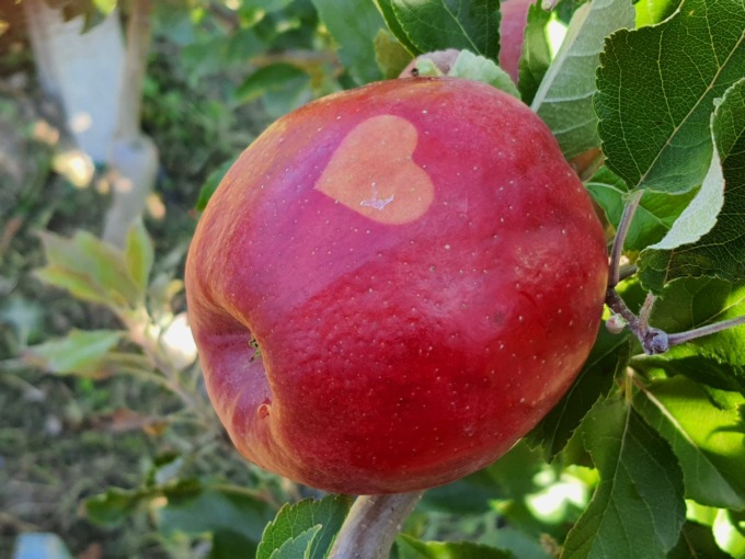 La mela rosata guarda alla Valtellina: parola ai cittadini