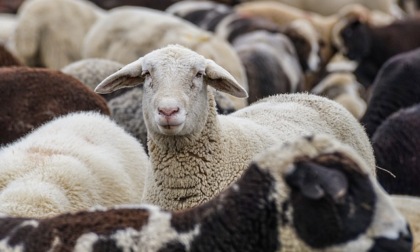 La Lombardia vuole creare una filiera della lana di pecora