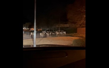 Porlezza invasa dai cervi, il video