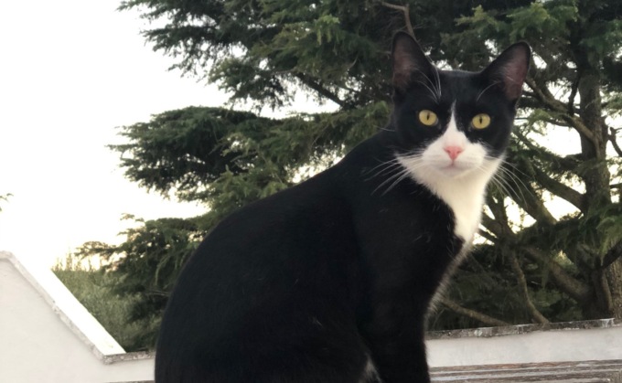 Gatto smarrito: a Prata Camportaccio si cerca Felice