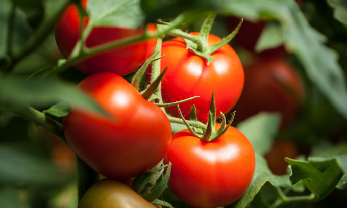 Facciamo l’orto in casa: da sabato 19 marzo con Centro Valle in regalo i semi di pomodoro