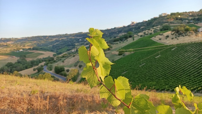 Crédit Agricole Italia e Biofarm insieme per l’adozione degli alberi