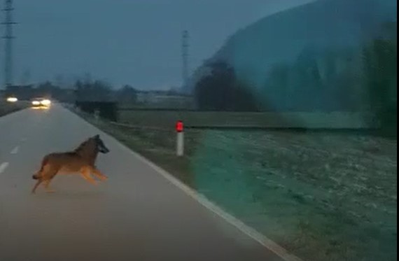 Allarme in Valchiavenna: lupi filmati nel fondo valle vicino a strade e abitazioni