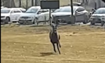 Il video del cervo che attraversa il campo da golf a Caiolo