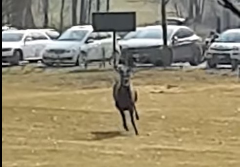 Il video del cervo che attraversa il campo da golf a Caiolo