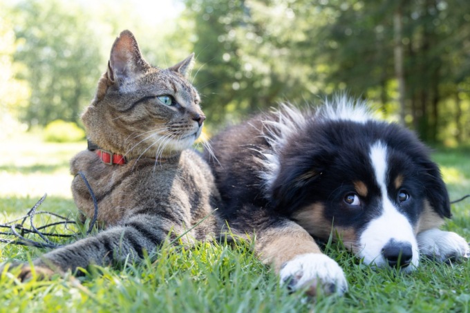 Animali da compagnia provenienti dall’Ucraina, ecco come segnalarli