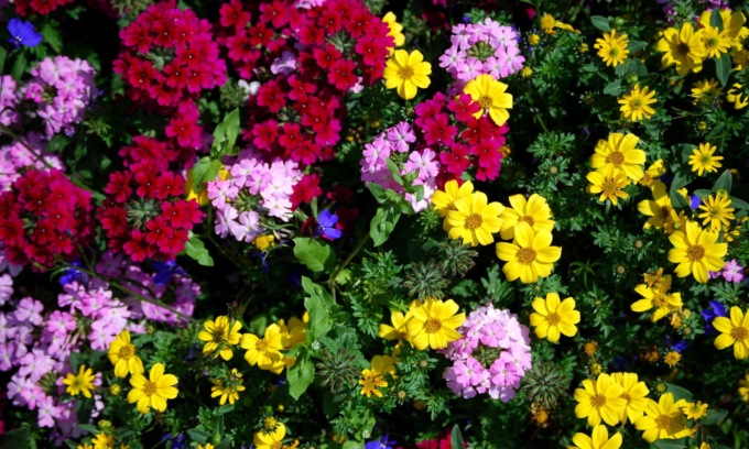 Da sabato 28 maggio in regalo con il Centro Valle i semi di Fiori d’estate