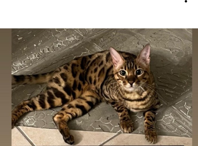Gatto smarrito ad Albosaggia, si cerca Anubi
