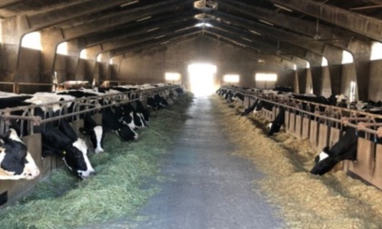 Folle entra in un'azienda agricola e accoltella mucche e vitelli