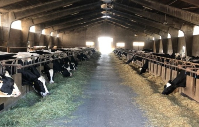 Folle entra in un’azienda agricola e accoltella mucche e vitelli