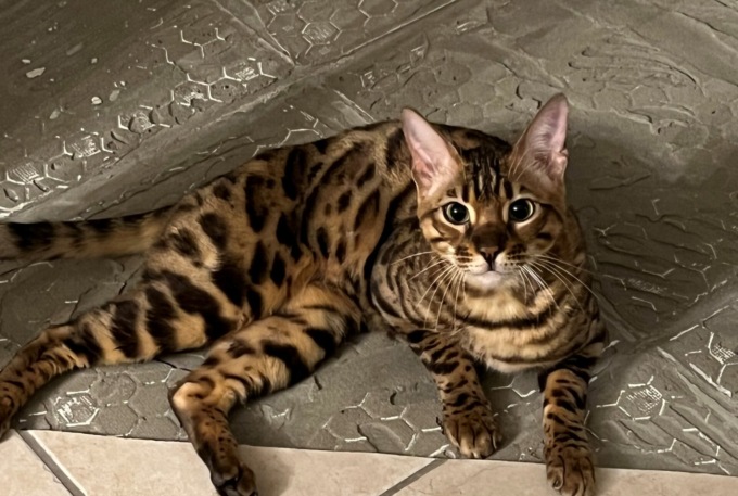 Offre 2000 euro a chi ritrova il suo gatto