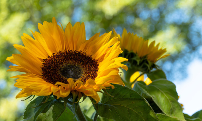 Da sabato 4 giugno in regalo con Centro Valle i semi di girasole