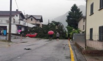 Maltempo: il forte vento fa cadere gli alberi sulla strada