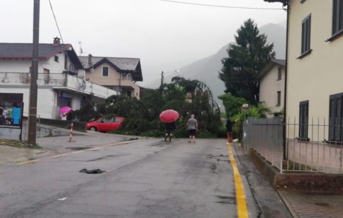 Maltempo: il forte vento fa cadere gli alberi sulla strada