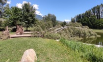 Il vento ha buttato giù trenta alberi a Sondrio