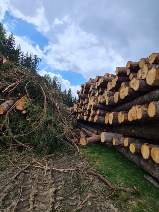 Deforestazione in Magnolta. E’ tutto normale?