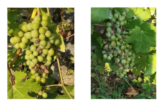 Caldo e siccità, vigneti in grave sofferenza