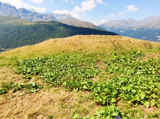 Emergenza siccità negli alpeggi, le mandrie non hanno pace