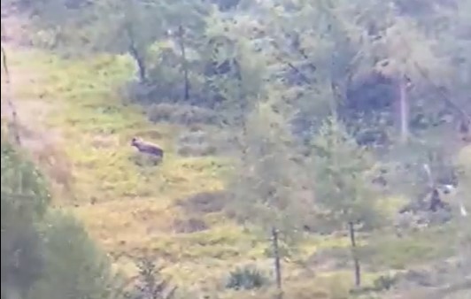 Orso avvistato a Caiolo, ecco il video