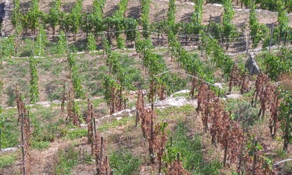 Siccità: a rischio la produzione del vino Sassella e altre sottozone