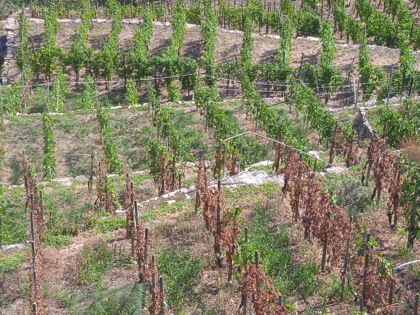 La siccità sarà sempre emergenza e il tavolo regionale diventa permanente
