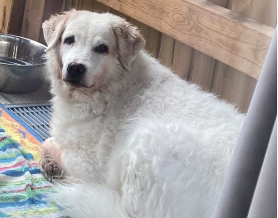 Appello per ritrovare Pina: cagnolina smarrita a Valdidentro