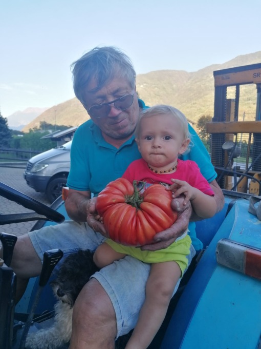 Pomodoro da record coltivato a Bianzone