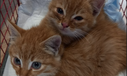 Due gattini buttati nella spazzatura salvati dagli operatori della Secam