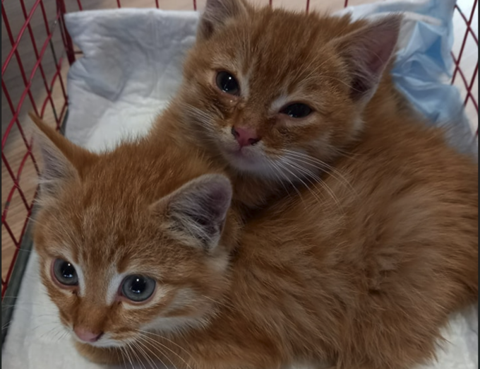 Due gattini buttati nella spazzatura salvati dagli operatori della Secam