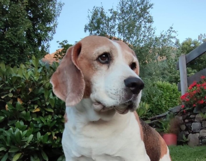 Una taglia di 50 mila euro per chi fa scoprire l’avvelenatore del cane