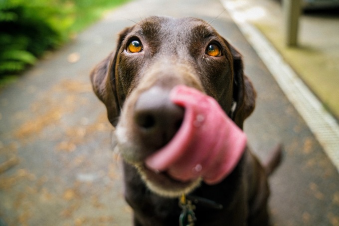 Patentino per i proprietari di cani, torna il corso formativo