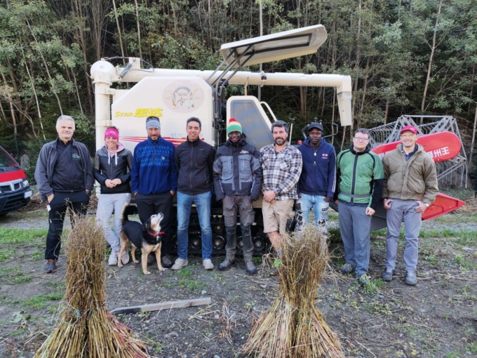 In Valdisotto coltivato il grano siberiano o tatarico