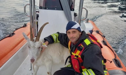 I pompieri salvano  una capra in difficoltà  nelle acque del Lago