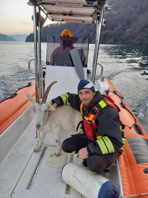 I pompieri salvano  una capra in difficoltà  nelle acque del Lago