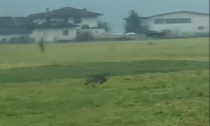 Il lupo in Valchiavenna torna a farsi vedere in pieno giorno, il video