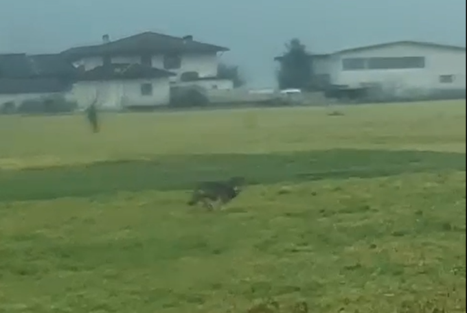 Il lupo in Valchiavenna torna a farsi vedere in pieno giorno, il video