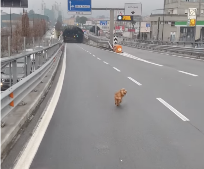 Cagnolino salvato sulla Statale 36, il video