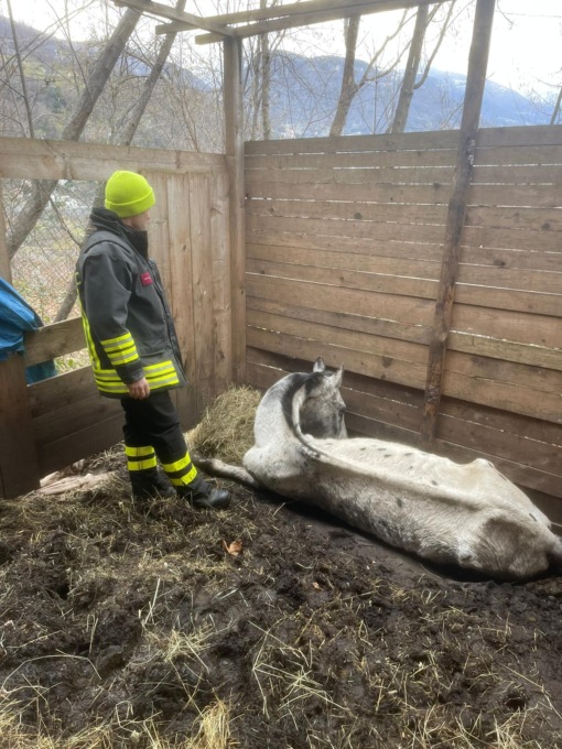 Cavallo resta incastrato, salvo grazie ai Vigili del Fuoco